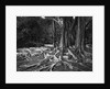 Roots of an Indian Rubber Tree by Anonymous