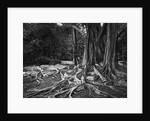 Roots of an Indian Rubber Tree by Anonymous