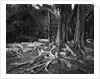 Roots of an Indian Rubber Tree by Anonymous
