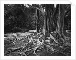 Roots of an Indian Rubber Tree by Anonymous