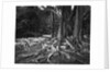 Roots of an Indian Rubber Tree by Anonymous