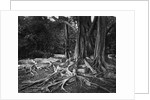 Roots of an Indian Rubber Tree by Anonymous
