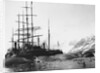 Whaler and Dead Whales by Anonymous