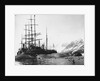 Whaler and Dead Whales by Anonymous