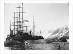 Whaler and Dead Whales by Anonymous