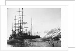 Whaler and Dead Whales by Anonymous