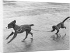 Monkey Walking Dog by Anonymous