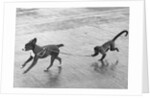 Monkey Walking Dog by Anonymous