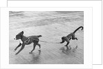Monkey Walking Dog by Anonymous