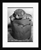 Bosman's Potto in a Paint Can by Anonymous