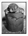 Bosman's Potto in a Paint Can by Anonymous