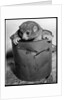 Bosman's Potto in a Paint Can by Anonymous