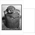 Bosman's Potto in a Paint Can by Anonymous
