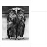 Javan Fish-Owl by Anonymous