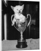 Siamese Kitten in a Trophy Cup by Anonymous