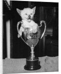 Siamese Kitten in a Trophy Cup by Anonymous