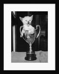 Siamese Kitten in a Trophy Cup by Anonymous