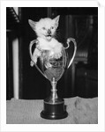 Siamese Kitten in a Trophy Cup by Anonymous