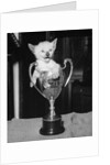 Siamese Kitten in a Trophy Cup by Anonymous