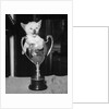 Siamese Kitten in a Trophy Cup by Anonymous