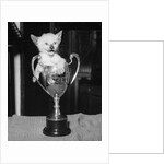 Siamese Kitten in a Trophy Cup by Anonymous