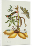 Maniok Illustration from The Little Book of Wonders of the Tropics by Anonymous