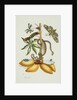 Maniok Illustration from The Little Book of Wonders of the Tropics by Anonymous