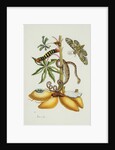 Maniok Illustration from The Little Book of Wonders of the Tropics by Anonymous