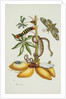 Maniok Illustration from The Little Book of Wonders of the Tropics by Anonymous