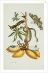 Maniok Illustration from The Little Book of Wonders of the Tropics by Anonymous