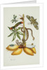 Maniok Illustration from The Little Book of Wonders of the Tropics by Anonymous