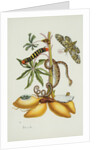 Maniok Illustration from The Little Book of Wonders of the Tropics by Anonymous