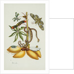 Maniok Illustration from The Little Book of Wonders of the Tropics by Anonymous