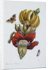 Banana Blossom Illustration from The Little Book of Wonders of the Tropics by Anonymous