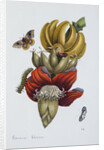 Banana Blossom Illustration from The Little Book of Wonders of the Tropics by Anonymous