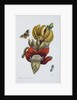 Banana Blossom Illustration from The Little Book of Wonders of the Tropics by Anonymous