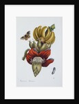 Banana Blossom Illustration from The Little Book of Wonders of the Tropics by Anonymous