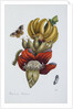 Banana Blossom Illustration from The Little Book of Wonders of the Tropics by Anonymous