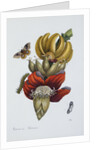 Banana Blossom Illustration from The Little Book of Wonders of the Tropics by Anonymous