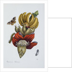 Banana Blossom Illustration from The Little Book of Wonders of the Tropics by Anonymous