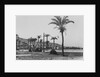 View of Haifa Through Palms by Anonymous