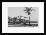 View of Haifa Through Palms by Anonymous