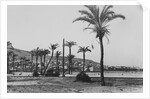 View of Haifa Through Palms by Anonymous