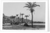 View of Haifa Through Palms by Anonymous