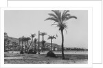 View of Haifa Through Palms by Anonymous