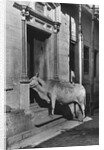 Brahmin Cow by Anonymous