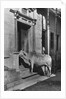 Brahmin Cow by Anonymous