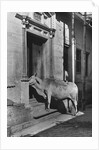 Brahmin Cow by Anonymous