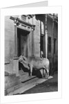 Brahmin Cow by Anonymous