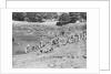 Tour of a Ruined Amphitheater by Anonymous
